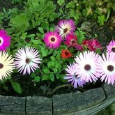 Blooming Spring kiekies